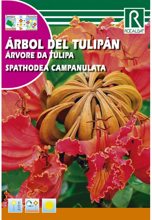 Afrikanischer Tulpenbaum (Spathodea campanulata) Rocalba