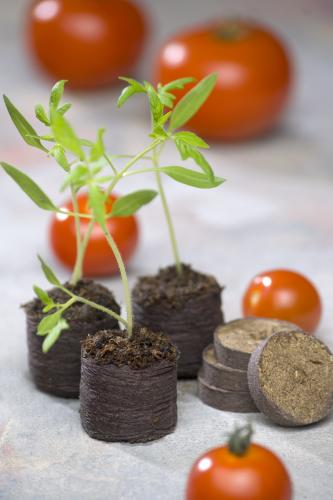 Torfscheiben Jiffy (48 Stück)