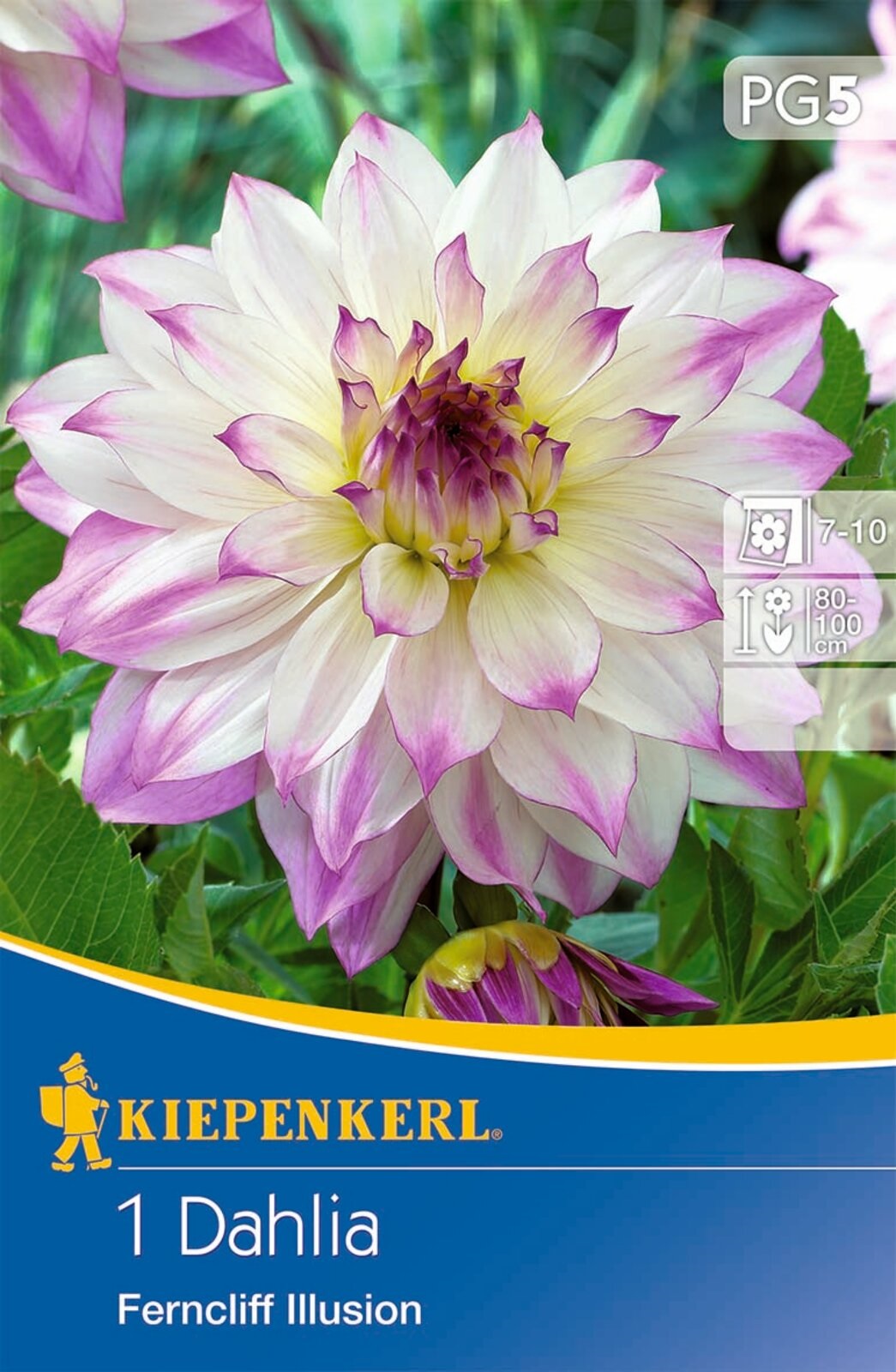 Blumenzwiebel Dahlia Ferncliff Illusion (weiß-lila-gelb) Kiepenkerl 1 Stück