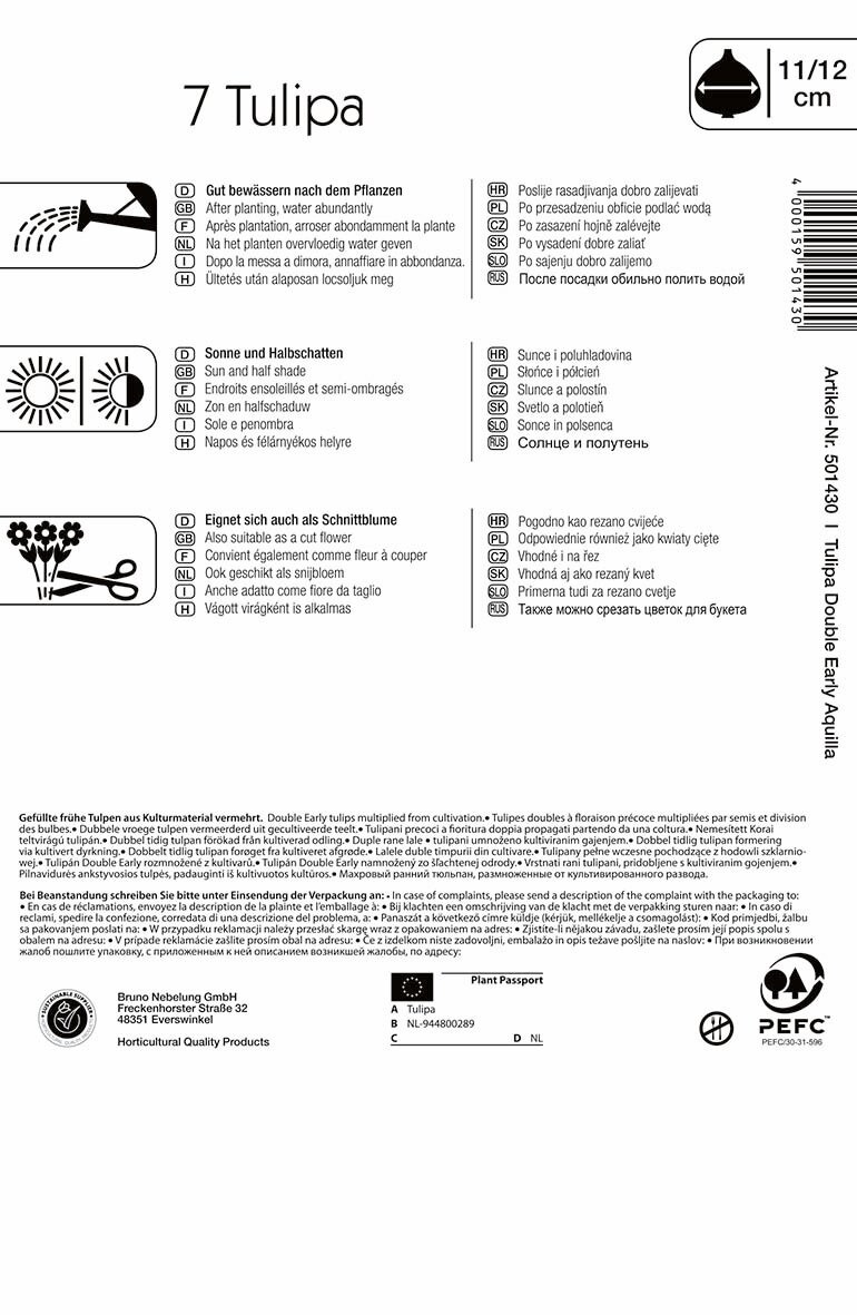 Virághagyma Tulipán csokros virágzatú Aquilla 7 db, Kiepenkerl