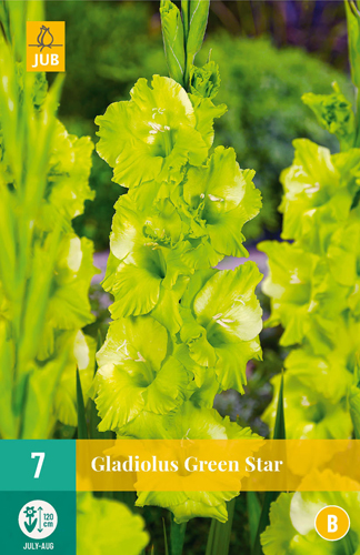 Bulb Sword Flower Green Star 7 pcs JUB