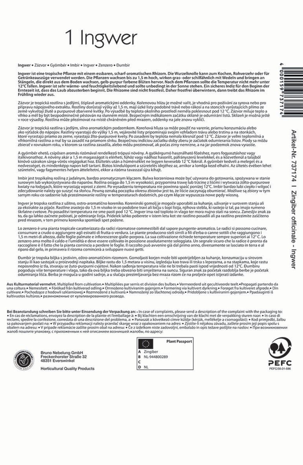 Gyömbér gumó Kiepenkerl 1 db