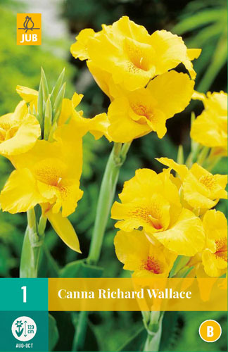 Blumenzwiebel Canna Richard Wallace 1 Stück JUB