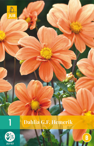 Blumenzwiebel Dahlia G.F. Hemerik 1 Stück JUB