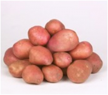 Kartoffelsamen Knolle "Desirée" 50 Stück