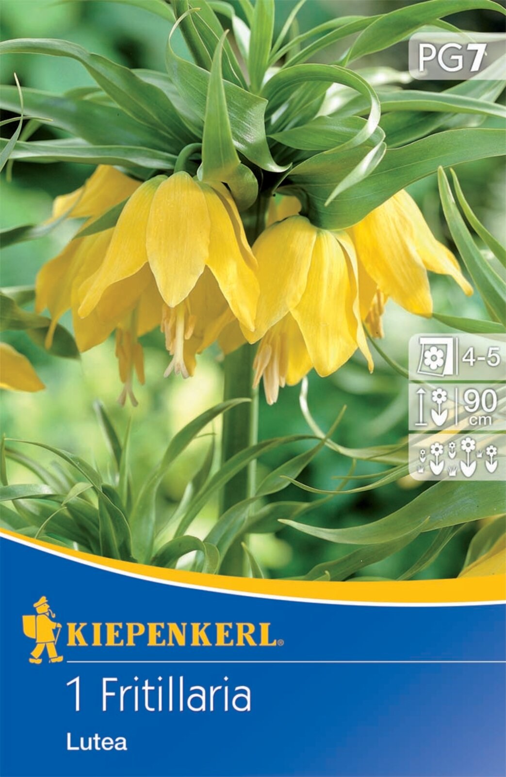 Blumenzwiebel Kaiserkrone Lutea 1 Stück Kiepenkerl