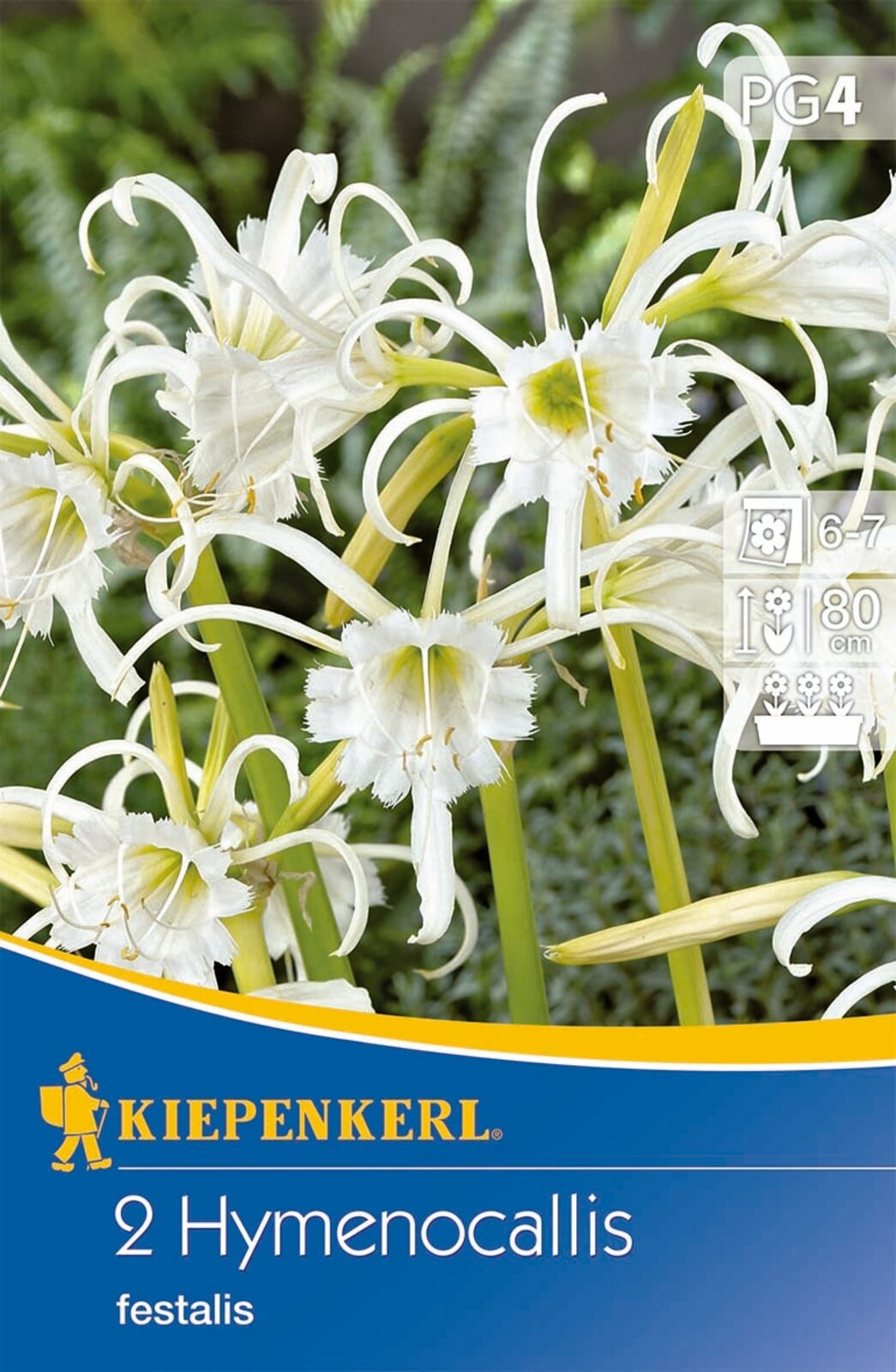 Blumenzwiebel Spinnenlilie (Hymenocallis) Ismene (weiß) Kiepenkerl 2 Stück