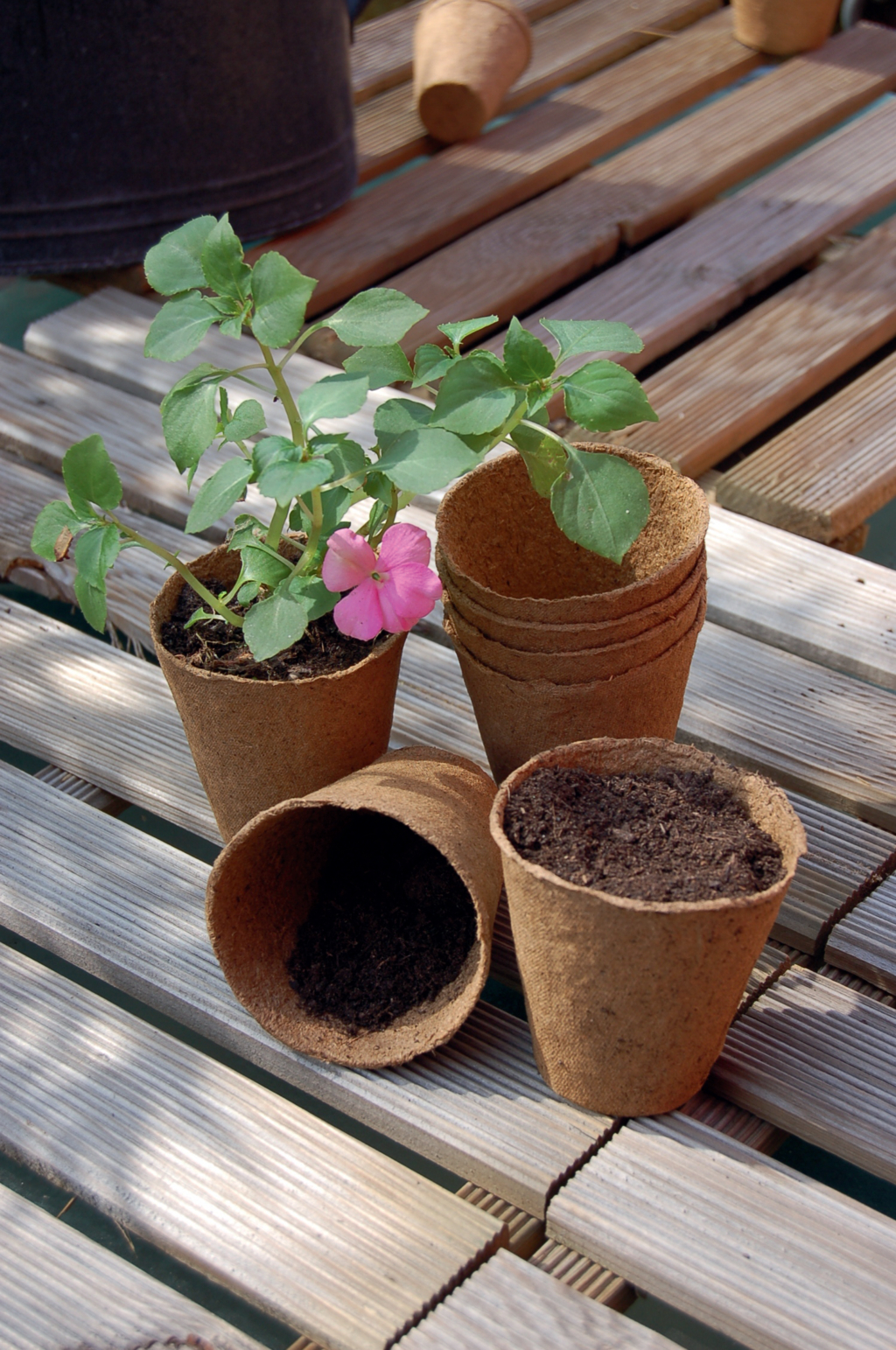 Torf-Töpfe "Growing Pots" 6 cm Durchmesser 24 Stück natur