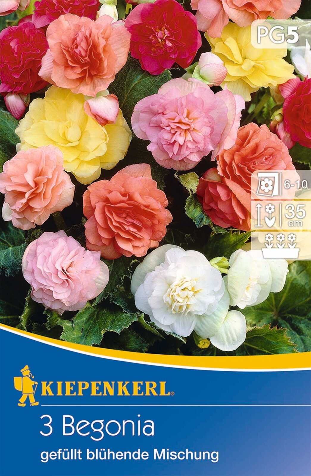 Blumenzwiebel Gumy begonia (vollblütig) Farbmix Kiepenkerl 3 Stück