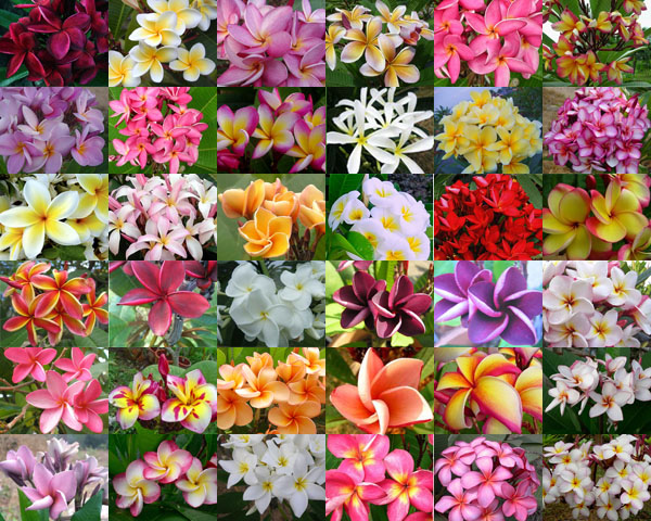 Frangipani (Plumeria rubra) 5 Samen