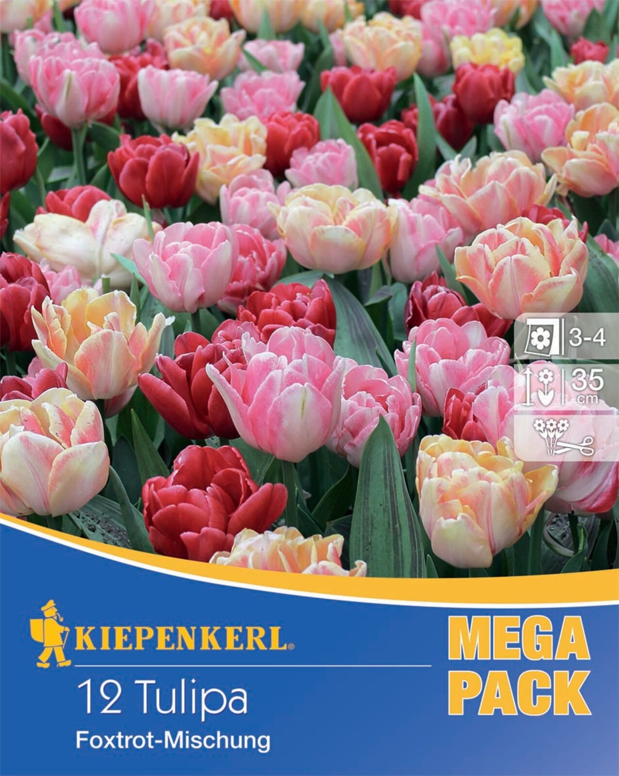 Blumenzwiebel Tulpe Foxtrot-Mix Mega Pack 12 Stück Kiepenkerl