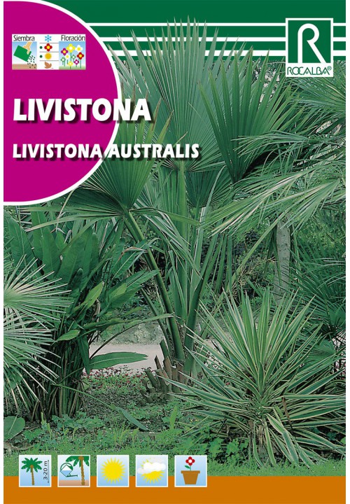 Australische Fächerpalme (Livistona Australis) 3g Rocalba