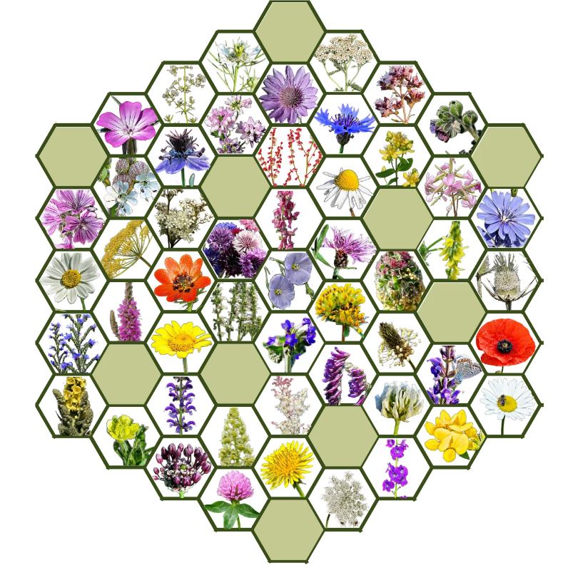 Wildflower native Hungarian flower seed mix Bee Ne? 5g