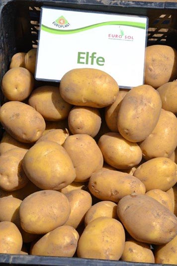 Kartoffelsamen Knolle "Elfe" 50 Stück