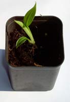 Rosa Banane (Musa velutina) 5 Samen