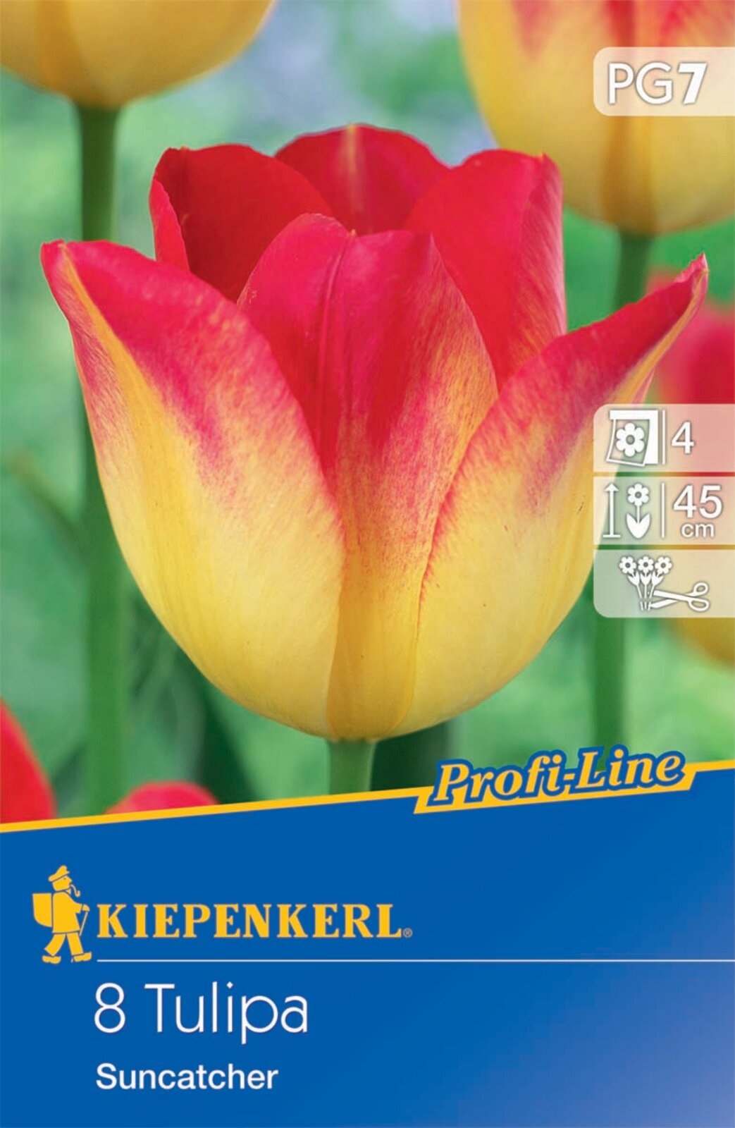 Blumenzwiebel Tulip Suncatcher 8 Stück Kiepenkerl