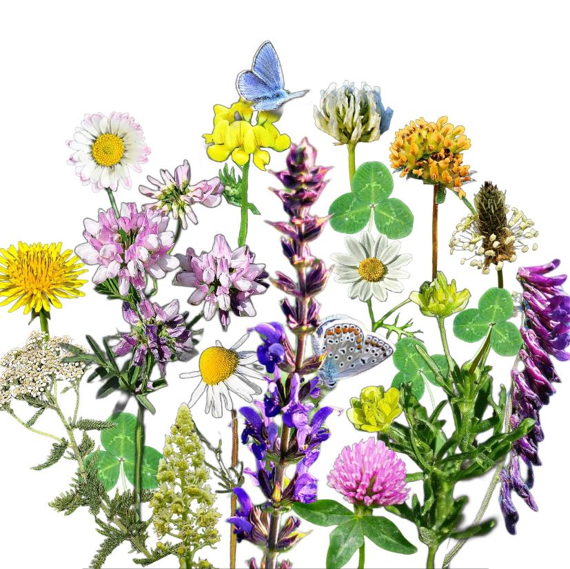 Vadvirágom őshonos magyar virágmag keverék Virágos ősgyep Extra 50g