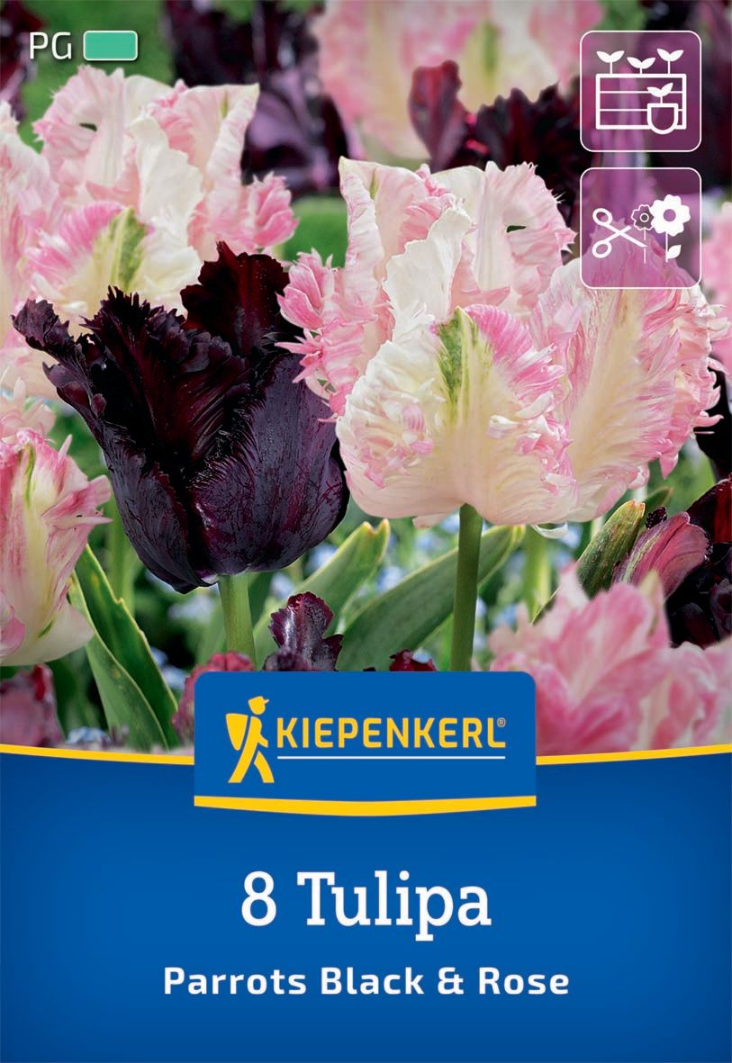 Flower bulb Tulip-Duo Parrots Black and White Kiepenkerl 7 pcs