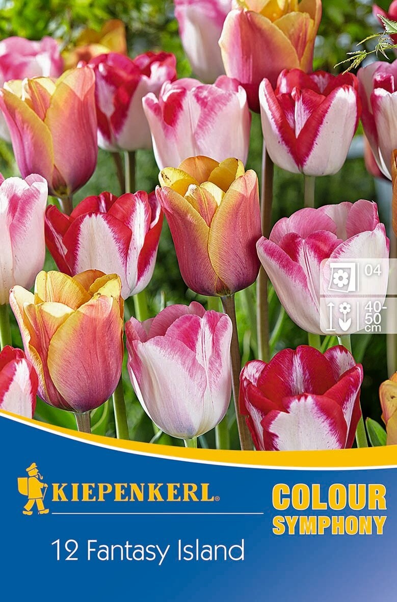 Blumenzwiebel Tulpe Farbmix Fantasy Island 12 Stück Kiepenkerl