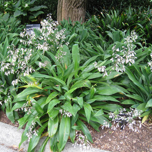 New Zealand Lily (Arthropodium cirrhatum) 5 seeds