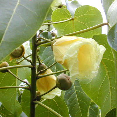 Indische Tulpe (Thespesia populnea) 5 Samen