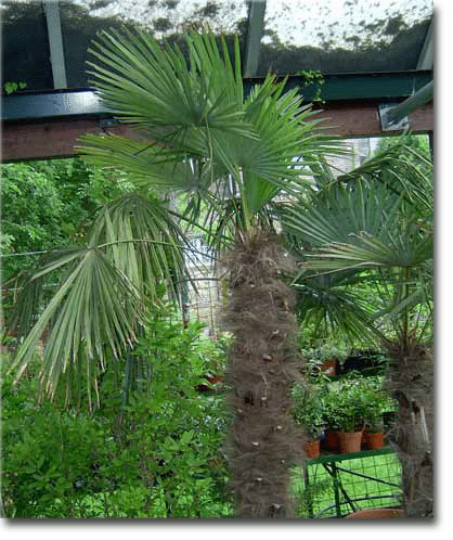 Chinesische Hanfpalme (Trachycarpus fortunei) 5 Samen