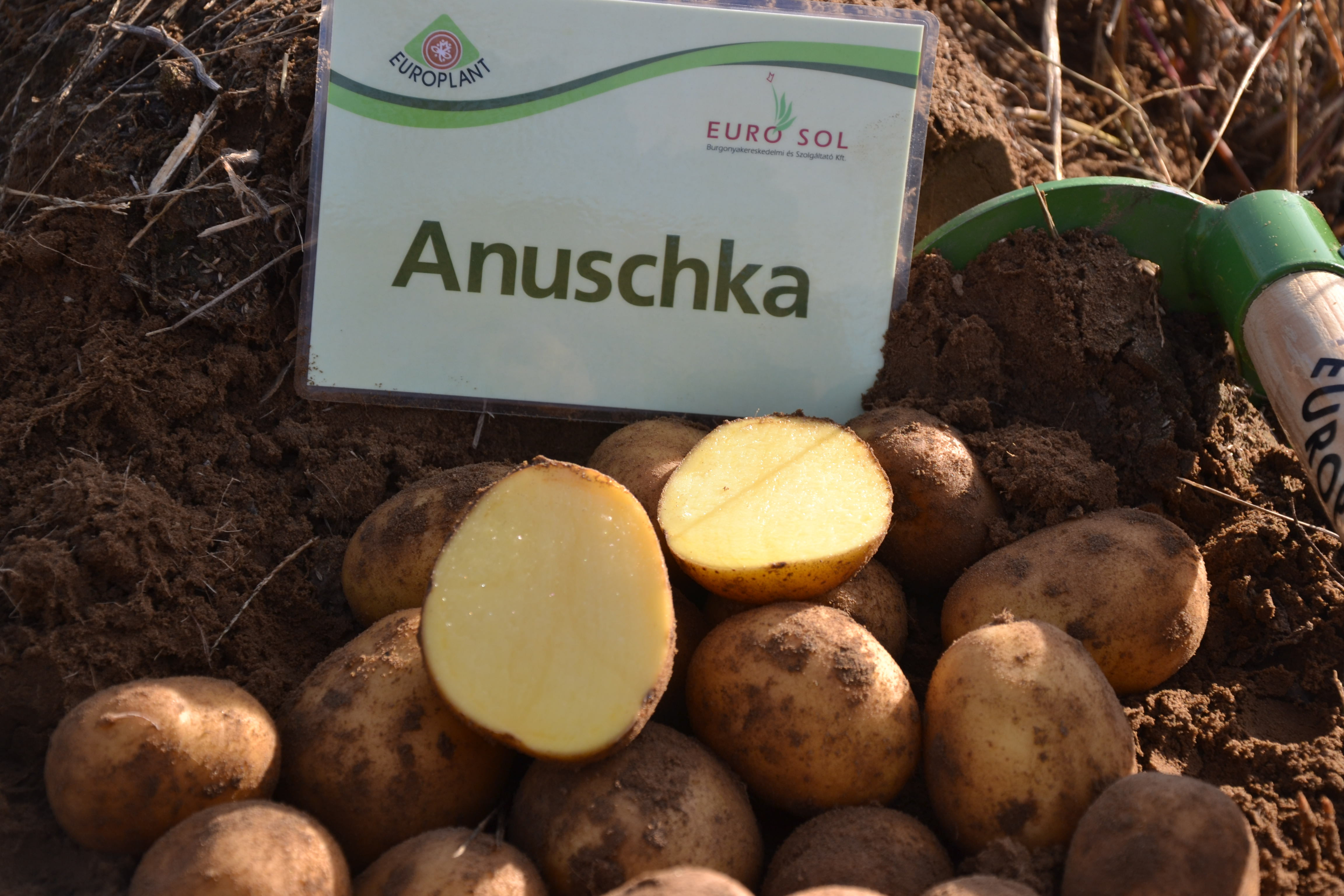 Kartoffelsamen Knolle "Anuschka" 50 Stück