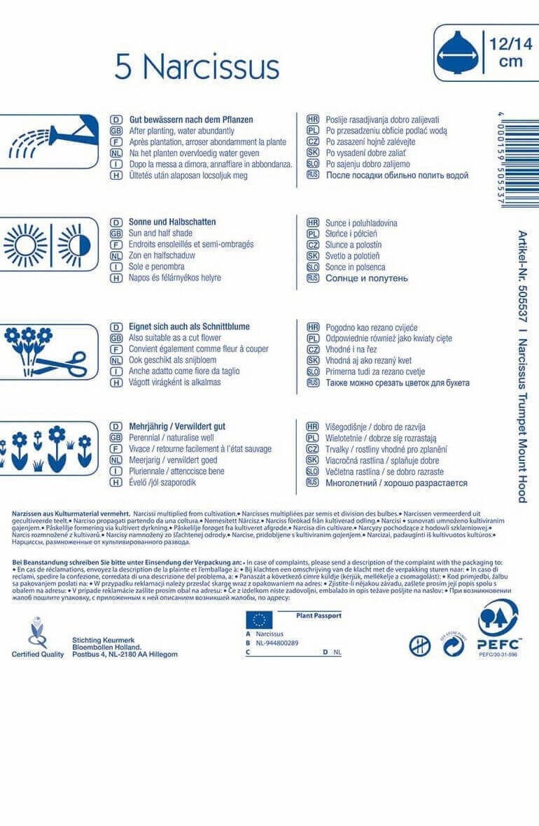 Blumenzwiebel Trompetenblume Narzisse Mount Hood 5 Stück Kiepenkerl