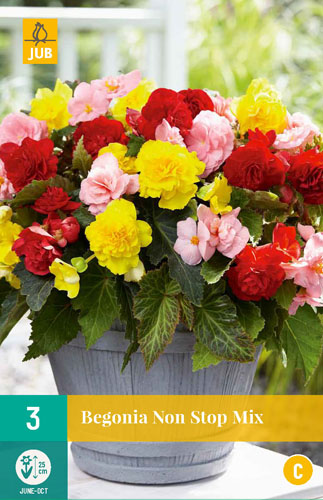 Bulb Begonia Non Stop Mix 3 pieces JUB