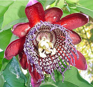Riesige Passionsblume (Passiflora quadrangularis) 5 Samen
