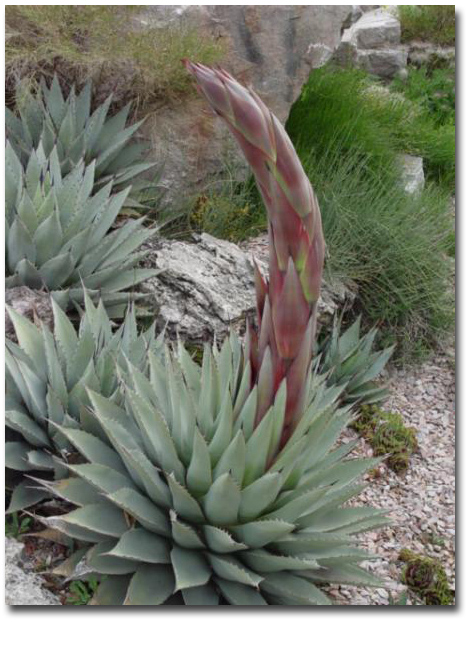 Mescal-Agave (Agave parryi var. neomexicana) 5 Körner