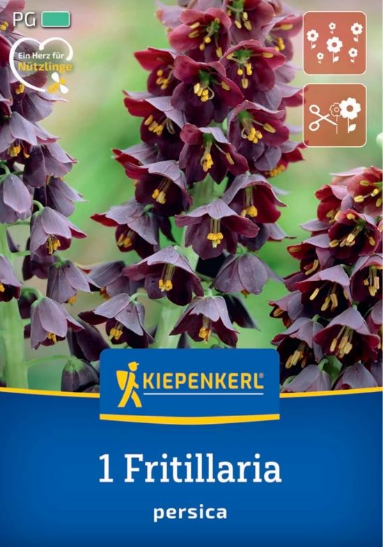 Virághagyma Perzsa császárkorona (Fritillaria persica) Kiepenkerl 1 db