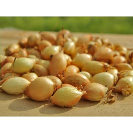 Dughagyma Senshyu Gelb 14-19 mm 250g VM