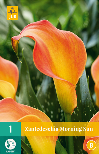 Blumenzwiebel Zantedeschia Morning Sun 1 Stück JUB