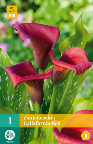 Blumenzwiebel Zantedeschia Callafornia rot 1 Stück JUB