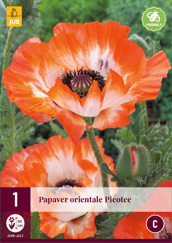 Staude Papaver orientale Picotee (Mohn) 1 Stück JUB
