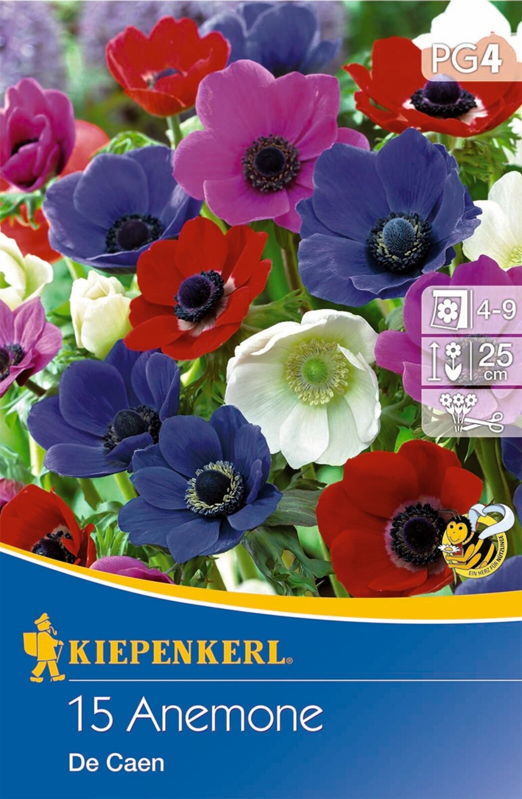Blumenzwiebel Anemone De Caen (einblütiger Farbmix) Kiepenkerl 15 Stück