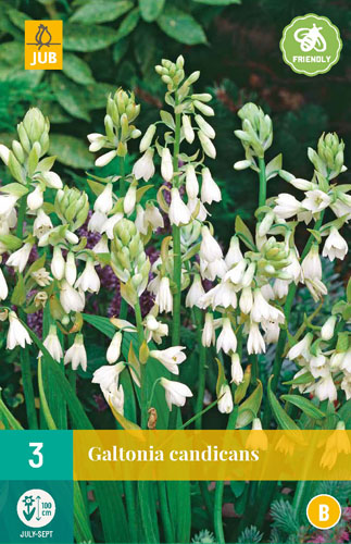 Bulb Galtonia Candicans (Summer hyacinth) 3 pieces JUB