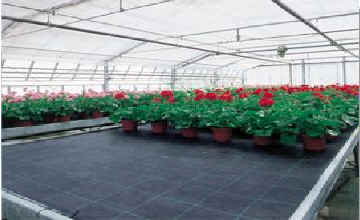 Agro-Gewebe schwarz 100g/m2 1,6x10m