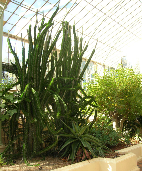 Madagaskar-Ocotillo (Alluaudia procera) 5 Samen