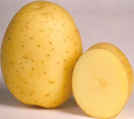 Kartoffelsaatgut Knolle "Marabel" 5 kg