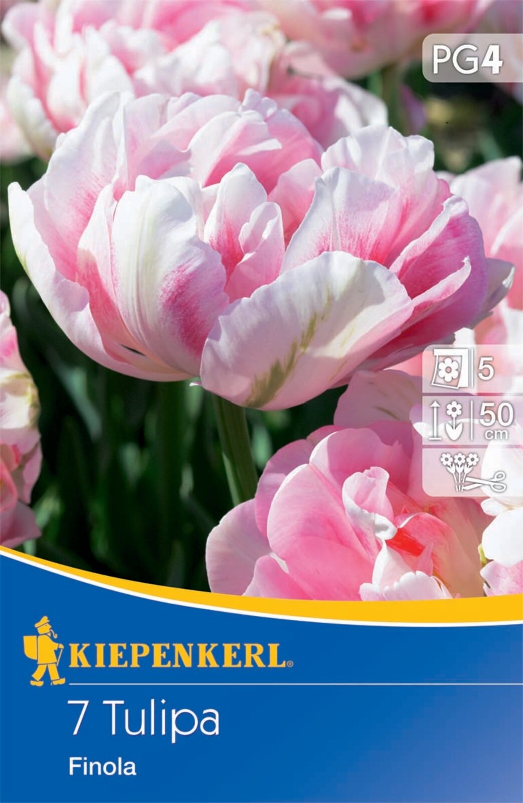 Blumenzwiebel Tulpe Finola 7 Stück Kiepenkerl