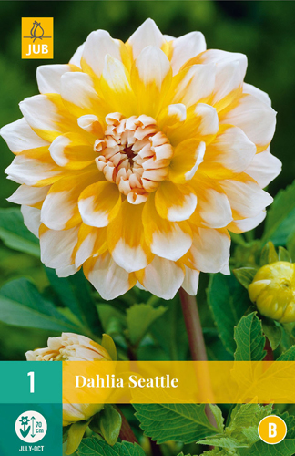 Blumenzwiebel Dahlia Seattle 1 Stück JUB