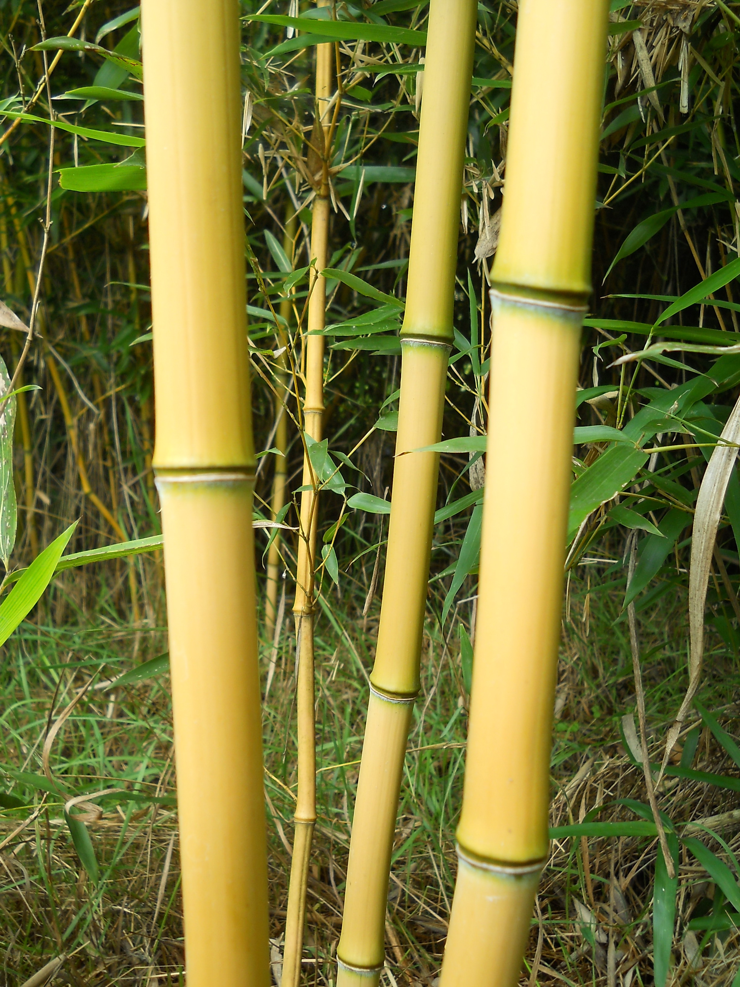 Bambuspfahl 120 cm 8-10 mm