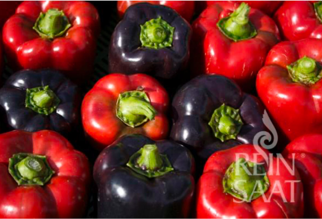 Paprika organic Violeta Rein Saat approx 35 seeds