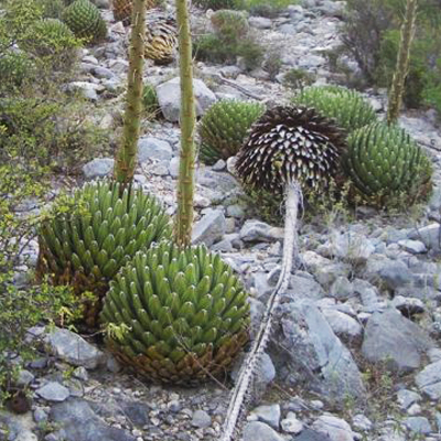 Agavenkönigin (Agave victoriae-reginae (Huasteca Canyon)) 5 Samen
