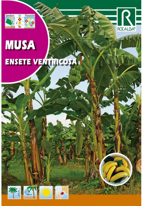 Banane (Musa ensete ventricosa) Rocalba 2 Körner