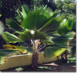 Fidschi-Palme (Pritchardia pacifica) 5 Samen