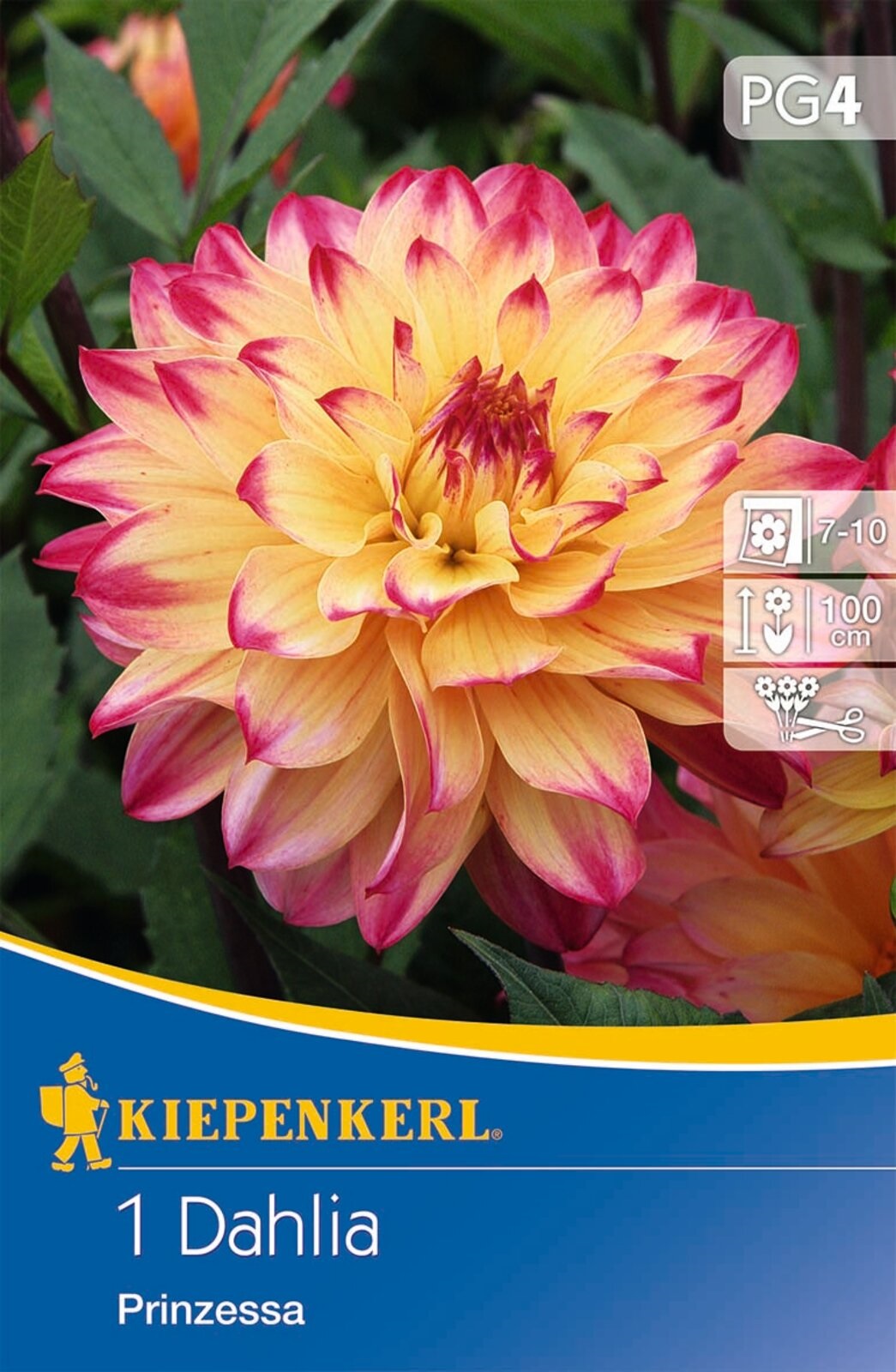 Blumenzwiebel Dahlia Prinzessa (gelb-rosa) Kiepenkerl 1 Stück