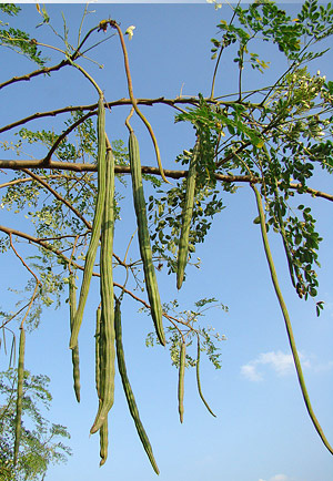 Chaga-Baum (Moringa oleifera) 5 Körner